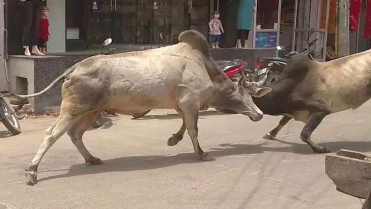 नोएडा: लड़ाई कर रहे सांड की चपेट में आई मासूम जैकलीन, भाई को राखी बांधने जा रही थी घर