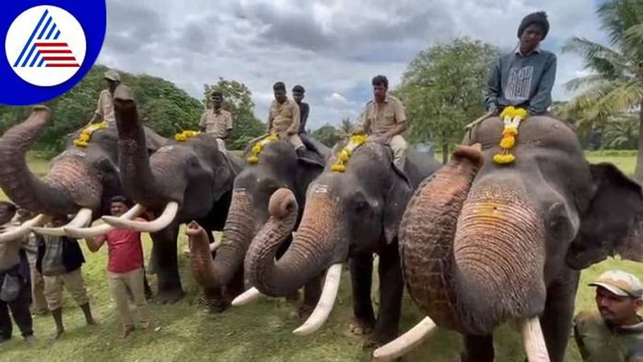 ಚನ್ನಪಟ್ಟಣ: ಆನೆ ಸೆರೆ ಕಾರ್ಯಾಚರಣೆಗೆ ಗಜಪಡೆ ಸಿದ್ಧ..! ಚನ್ನಪಟ್ಟಣ: ಆನೆ ಸೆರೆ ಕಾರ್ಯಾಚರಣೆಗೆ ಗಜಪಡೆ ಸಿದ್ಧ..!