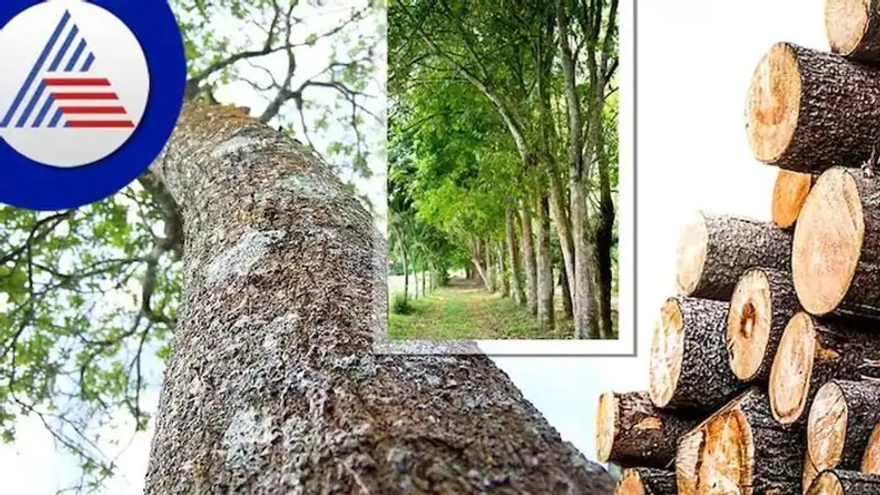 Business Ideas: అర ఎకరం వ్యవసాయ భూమి ఉందా..అయితే కేవలం 10 ఏళ్లలో ఈజీగా కోటీశ్వరుడు అయ్యే చాన్స్ Business Ideas: అర ఎకరం వ్యవసాయ భూమి ఉందా..అయితే కేవలం 10 ఏళ్లలో ఈజీగా కోటీశ్వరుడు అయ్యే చాన్స్