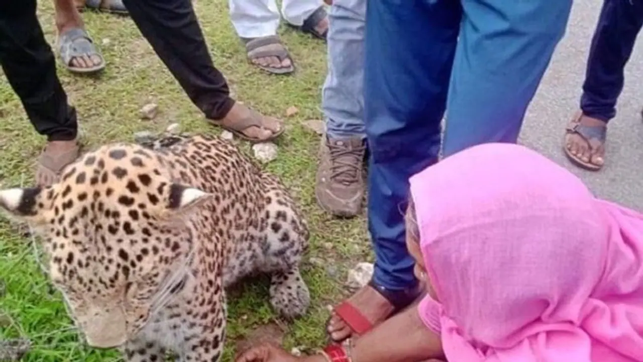 ಚಿರತೆಗೆ ರಾಖಿ ಕಟ್ಟಿದ ಮಹಿಳೆ: ನೆಟ್ಟಿಗರ ಮನಸೂರೆಗೊಂಡ ಫೋಟೋ