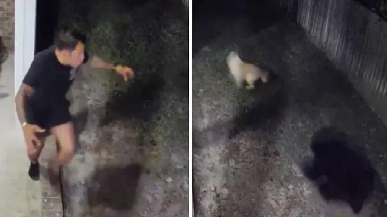 വളർത്തുനായയെ അക്രമിക്കുന്ന കരടി, ഭയപ്പെടുത്തി ഓടിച്ച് ഉടമ! വളർത്തുനായയെ അക്രമിക്കുന്ന കരടി, ഭയപ്പെടുത്തി ഓടിച്ച് ഉടമ!