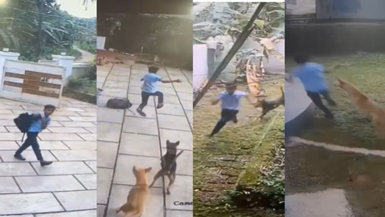 കടിക്കാൻ കുതിച്ച് ഒരു കൂട്ടം തെരുവുപട്ടികൾ, 'മിന്നൽ മുരളിയായി ഷാസ്', തലനാരിഴയ്ക്ക് രക്ഷപ്പെട്ടു വീഡിയോ