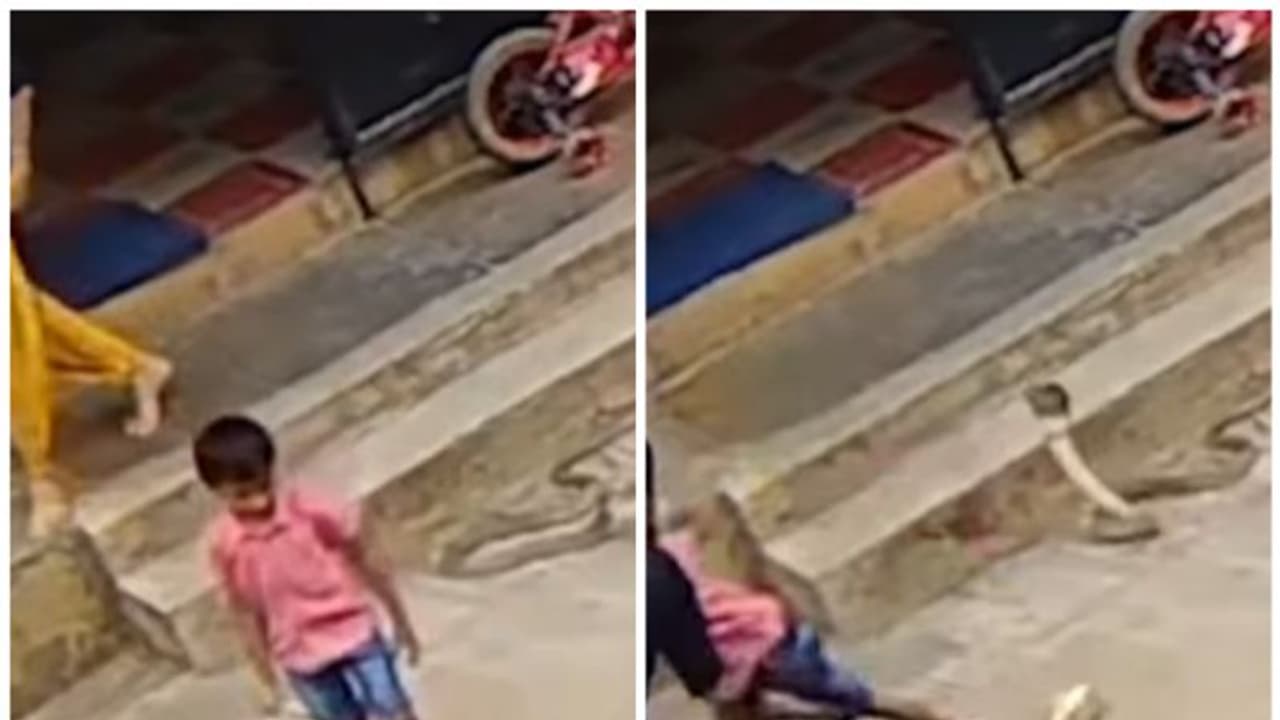 వామ్మో.. పడగ విప్పిన పాము నుంచి కొడుకును కాపాడుకున్న తల్లి.. భయానక వీడియో ఇదే వామ్మో.. పడగ విప్పిన పాము నుంచి కొడుకును కాపాడుకున్న తల్లి.. భయానక వీడియో ఇదే