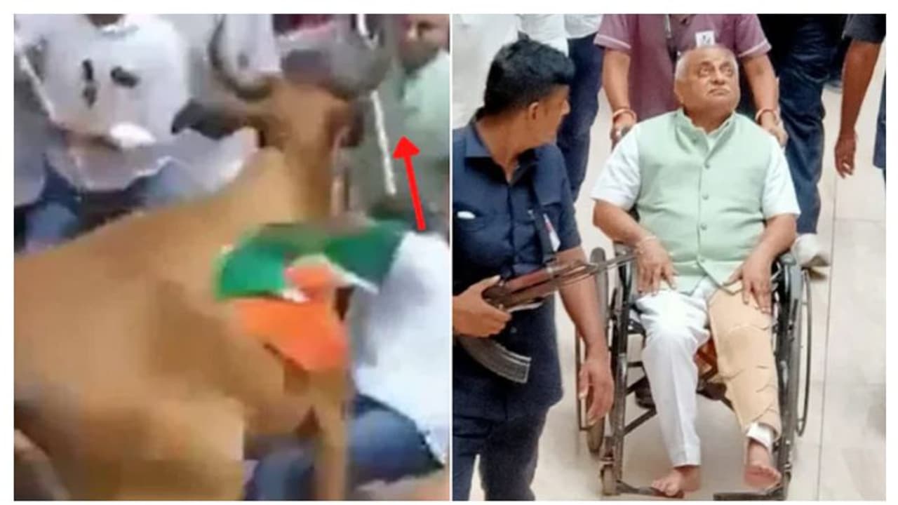 ഹർ ഘർ തിരംഗ യാത്രയിക്കിടെ തെരുവ് പശു ആക്രമിച്ചു, ഗുജറാത്ത് മുൻ ഉപമുഖ്യമന്ത്രിക്ക് പരിക്ക് വീഡിയോ ഹർ ഘർ തിരംഗ യാത്രയിക്കിടെ തെരുവ് പശു ആക്രമിച്ചു, ഗുജറാത്ത് മുൻ ഉപമുഖ്യമന്ത്രിക്ക് പരിക്ക് വീഡിയോ