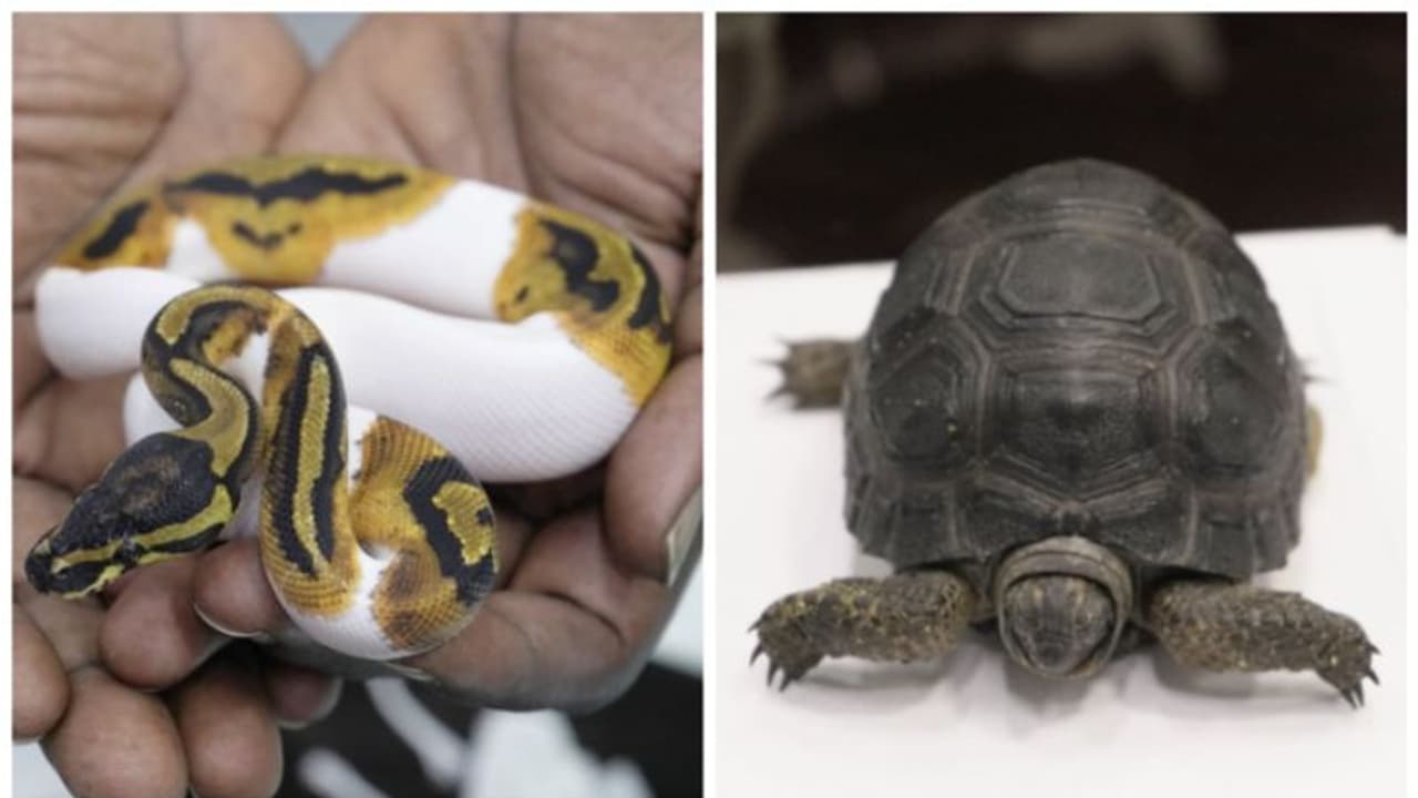 പാമ്പുകൾ, ആമകൾ, കുരങ്ങൻ; യുവാവ് കസ്റ്റംസിന്‍റെ പിടിയില്‍