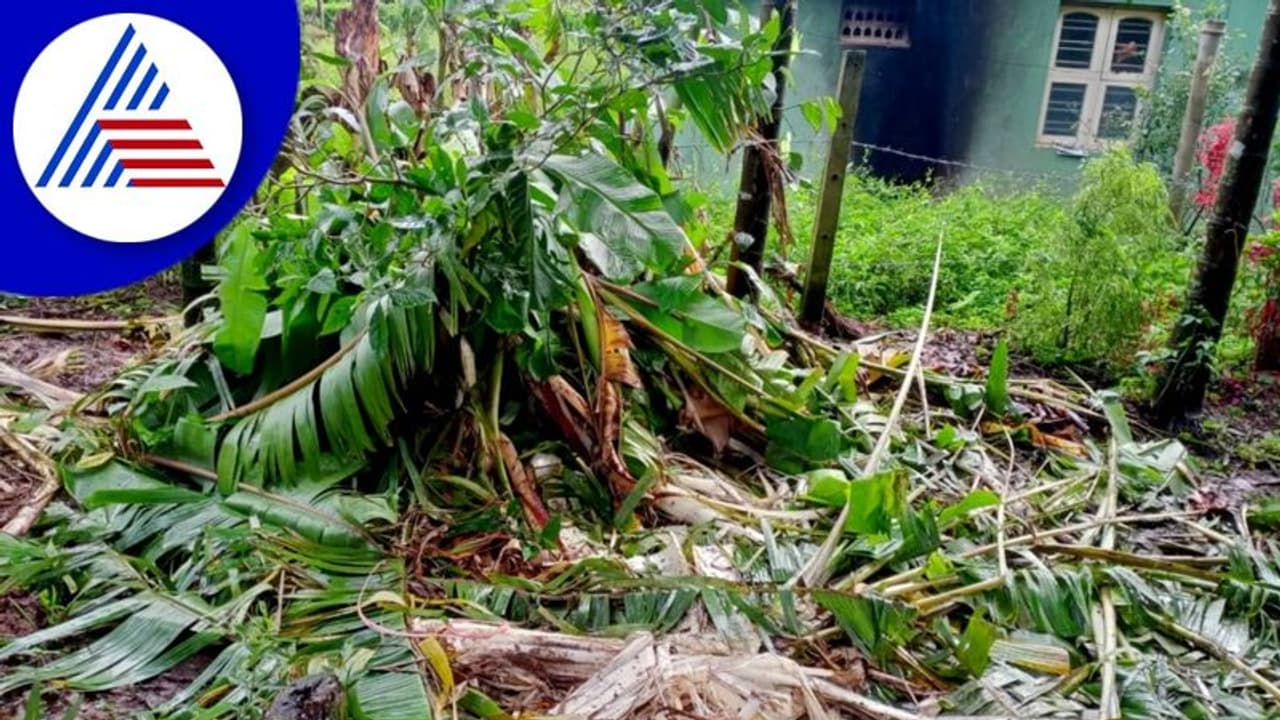 ಕಾಡಾನೆ ದಾಳಿಗೆ ಗ್ರಾಮಸ್ಥರು ತತ್ತರ: ಅಪಾರ ಕೃಷಿ ಹಾನಿ ಕಾಡಾನೆ ದಾಳಿಗೆ ಗ್ರಾಮಸ್ಥರು ತತ್ತರ: ಅಪಾರ ಕೃಷಿ ಹಾನಿ