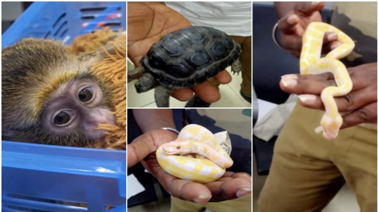 20 പാമ്പ്, പെരുമ്പാമ്പിന്‍റെ കുഞ്ഞുങ്ങള്‍, കുരങ്ങ്, ആമ; ലഗേജ് തുറന്നപ്പോള്‍ പകച്ച് കസ്റ്റംസ്, ഞെട്ടി രാജ്യം