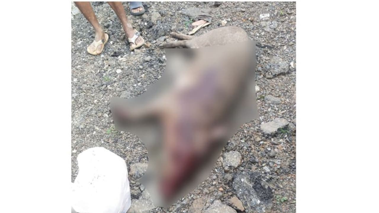 ഭീതി പടർത്തി കടയിലേക്ക് ഓടിക്കയറി കാട്ടുപന്നി, നേരിയ വ്യത്യാസത്തിൽ ചാടി രക്ഷപ്പെട്ട് ഉടമ; വെടിവെച്ച് കൊന്നു