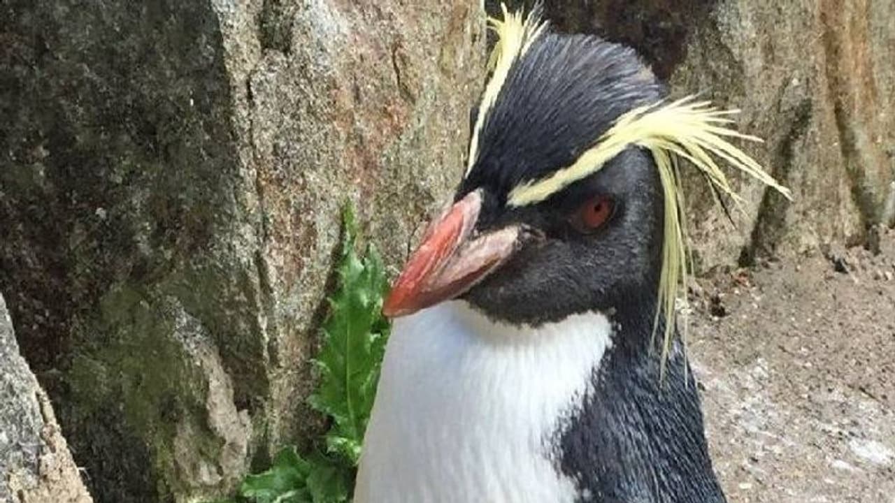 കുറുക്കൻ കയറി, മൃഗശാലയിലെ ഏറ്റവും പ്രായം ചെന്ന പെൺപെൻഗ്വിന് ദാരുണാന്ത്യം കുറുക്കൻ കയറി, മൃഗശാലയിലെ ഏറ്റവും പ്രായം ചെന്ന പെൺപെൻഗ്വിന് ദാരുണാന്ത്യം