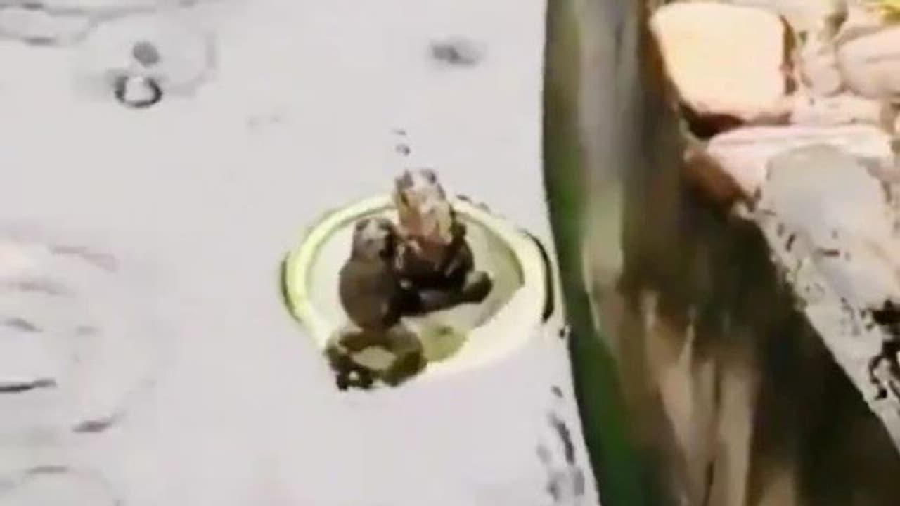 टाइटेनिक मूवी का असली और फाइनल सीन क्या था.. ये बात इस वायरल वीडियो में दो मेंढकों ने बता दी 