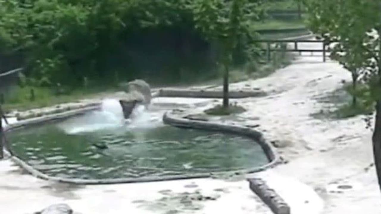 बच्चा पूल में गिरा तो बेचैन हो उठा हाथियों का झुंड.. जो जहां था, वहीं से लगा दी दौड़