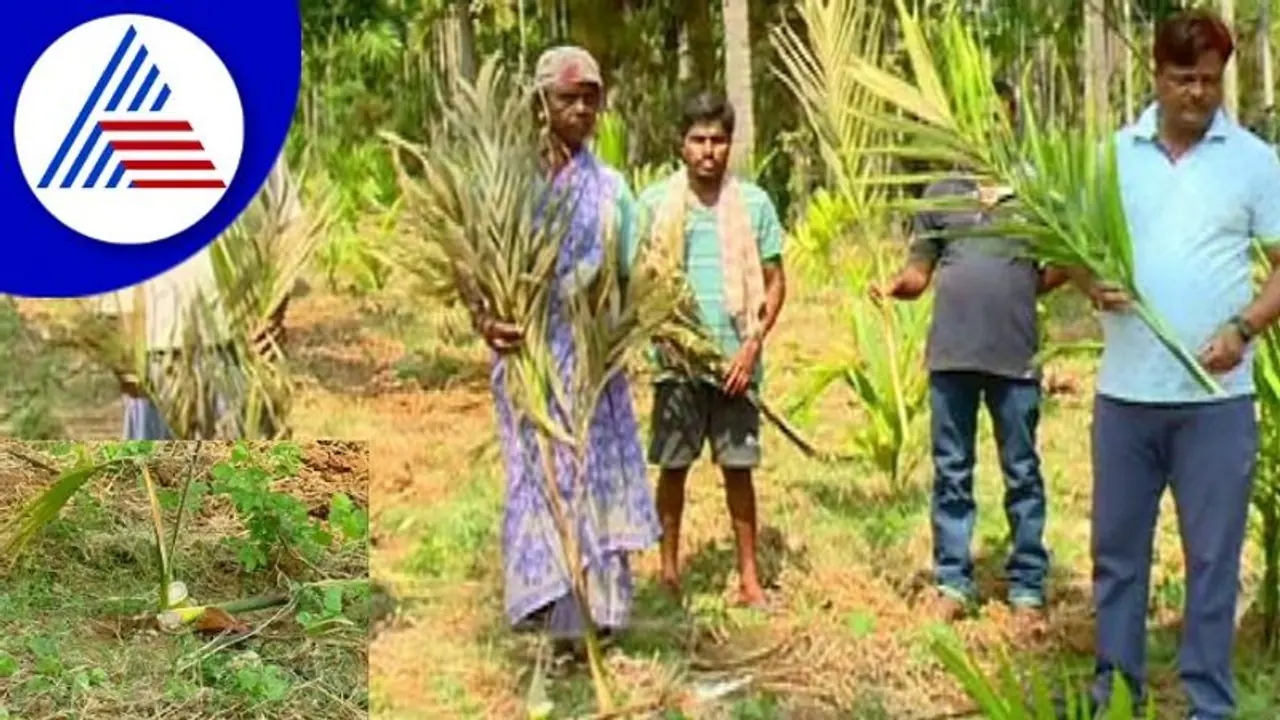 Crime News: ಜಮೀನಿಗೆ ನುಗ್ಗಿ 200 ಅಡಿಕೆ ಸಸಿ ಕತ್ತರಿಸಿ ಹಾಕಿದ ದುಷ್ಕರ್ಮಿಗಳು; ರೈತ ಮಹಿಳೆ ಕಂಗಾಲು Crime News: ಜಮೀನಿಗೆ ನುಗ್ಗಿ 200 ಅಡಿಕೆ ಸಸಿ ಕತ್ತರಿಸಿ ಹಾಕಿದ ದುಷ್ಕರ್ಮಿಗಳು; ರೈತ ಮಹಿಳೆ ಕಂಗಾಲು