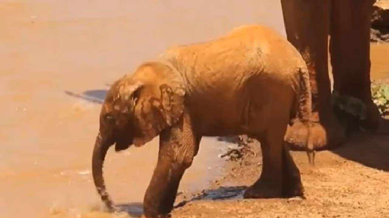 Baby Elephant : കുഞ്ഞുങ്ങളെ കാണിക്കാനിതാ ഒരു കുട്ടിയാനയുടെ 'ക്യൂട്ട്' വീഡിയോ