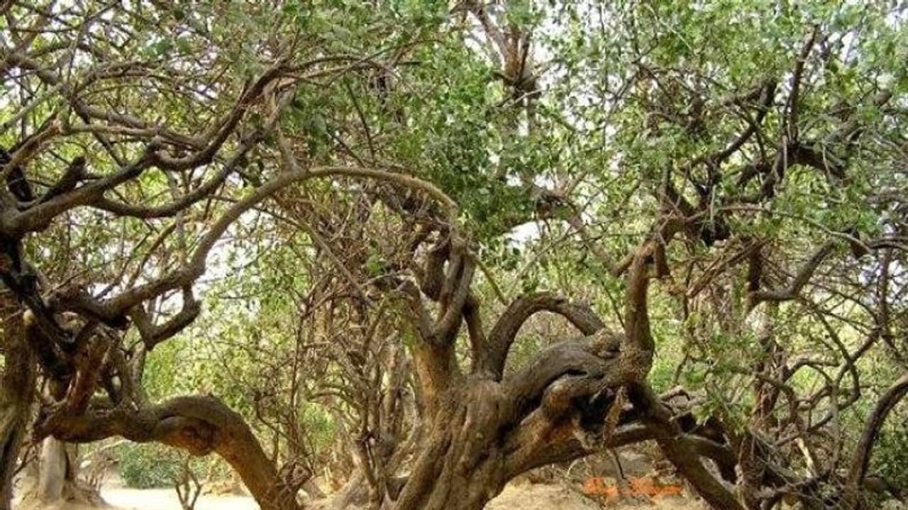 अंधेरा होते ही आखिर क्यों इस जगह नहीं रूक सकता कोई, अब तक नहीं सुलझा इसका रहस्य अंधेरा होते ही आखिर क्यों इस जगह नहीं रूक सकता कोई, अब तक नहीं सुलझा इसका रहस्य