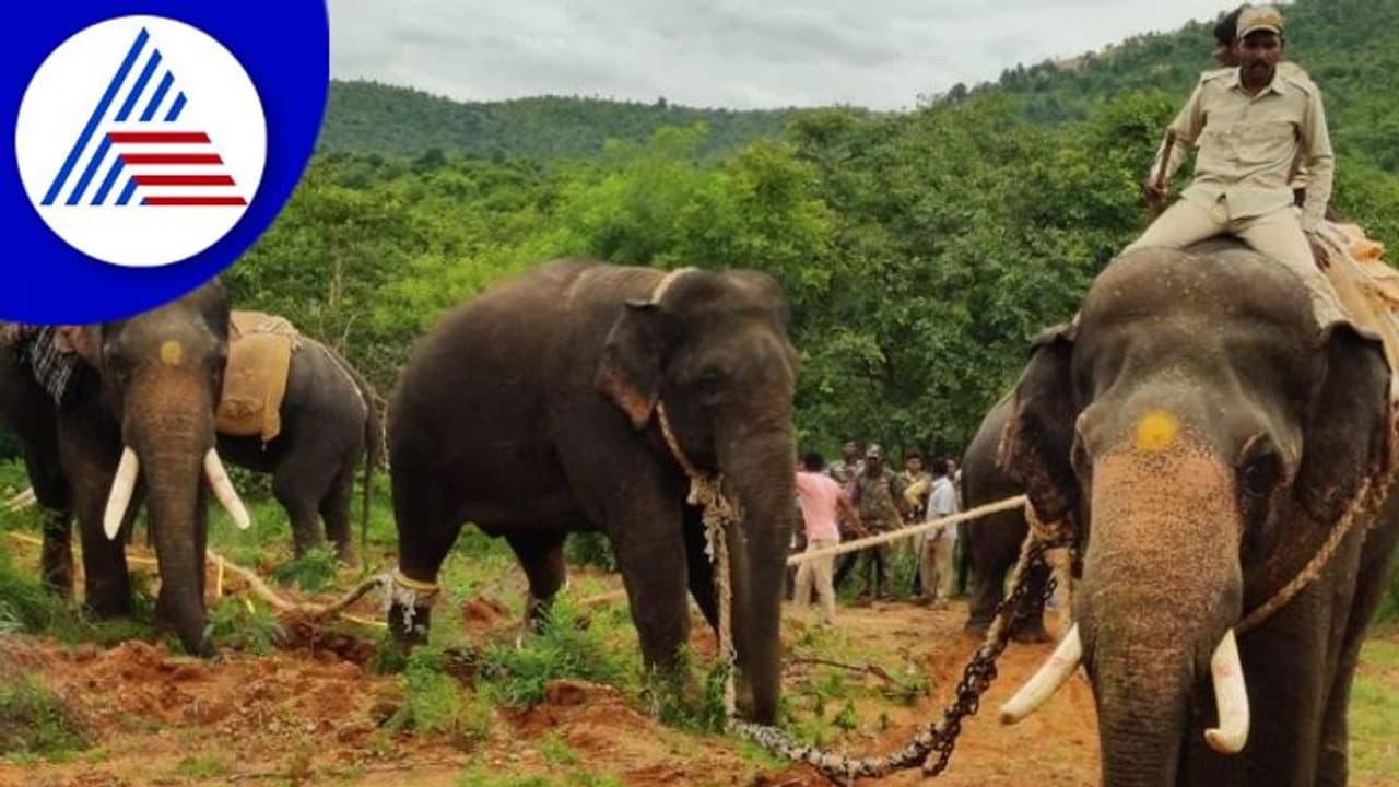  ರೈತರಿಗೆ ಹಾವಳಿ ನೀಡ್ತಿದ್ದ ಕಾಡಾನೆ ಕೊನೆಗೂ ಸೆರೆ, ಕುತೂಹಲದಿಂದ ನೋಡಲು ಮುಗಿಬಿದ್ದ ಜನ
