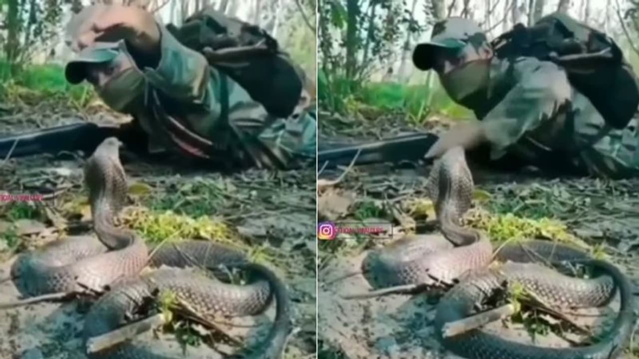 King Cobra : രാജവെമ്പാലയെ നേരിടുന്ന പട്ടാളക്കാരൻ; വീഡിയോ വ്യാപകമായി പ്രചരിക്കുന്നു
