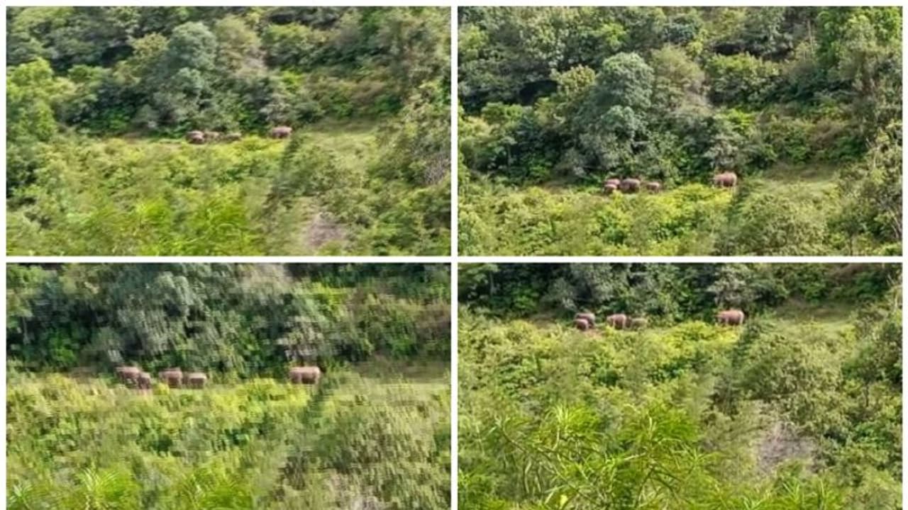 അട്ടപ്പാടി പ്ലാമരത്ത് വീണ്ടും കാട്ടാനക്കൂട്ടം, ഒമ്പത് കാട്ടാനകൾ , ഭീതിയോടെ ജനം അട്ടപ്പാടി പ്ലാമരത്ത് വീണ്ടും കാട്ടാനക്കൂട്ടം, ഒമ്പത് കാട്ടാനകൾ , ഭീതിയോടെ ജനം