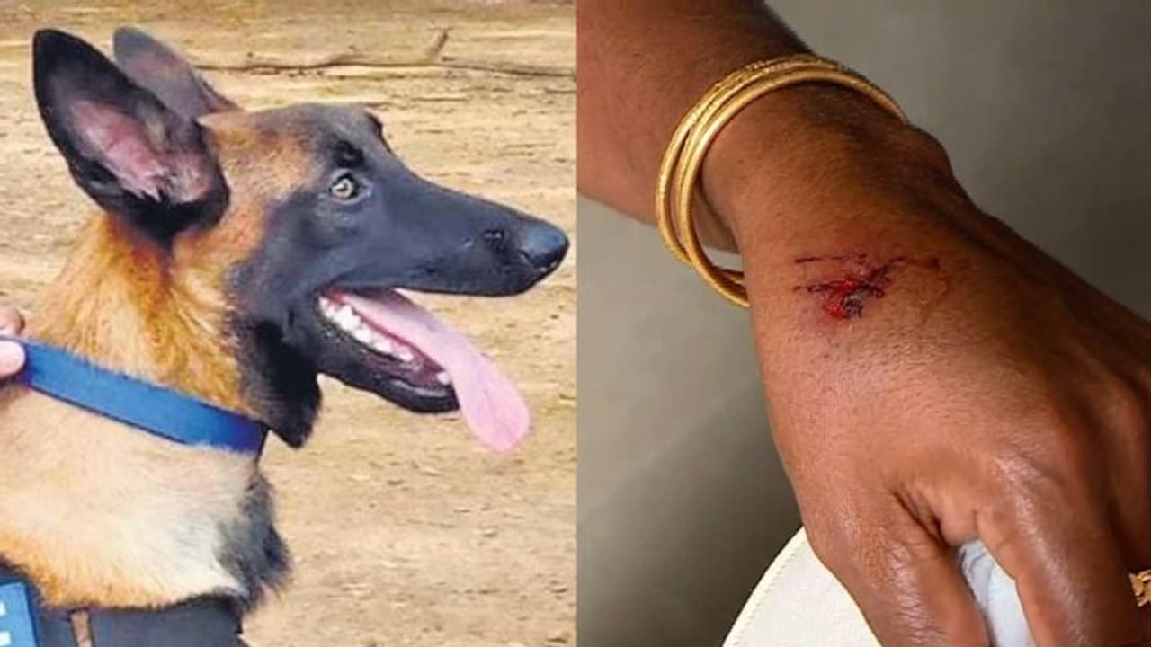 സ്വാതന്ത്ര്യദിനാഘോഷത്തിനിടെ ഇടുക്കിയിൽ പൊലീസ് നായ യുവതിയെ കടിച്ചു സ്വാതന്ത്ര്യദിനാഘോഷത്തിനിടെ ഇടുക്കിയിൽ പൊലീസ് നായ യുവതിയെ കടിച്ചു