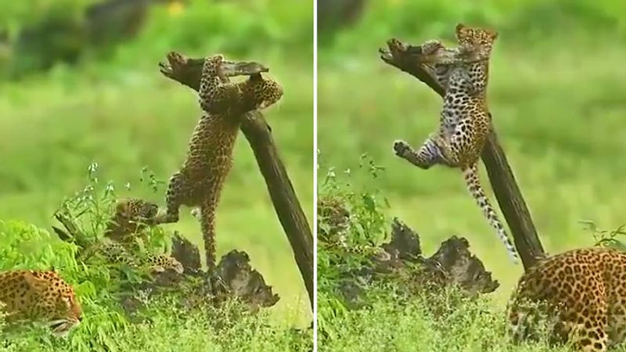 Watch: Leopard cub's pull ups on tree branch is winning hearts