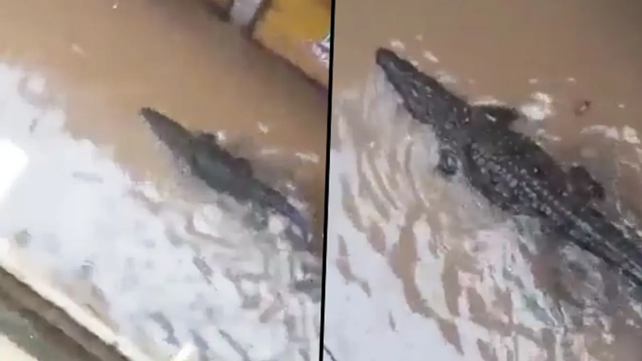 Crocodile enters residential area in MP's Shivpuri; shocking video goes viral