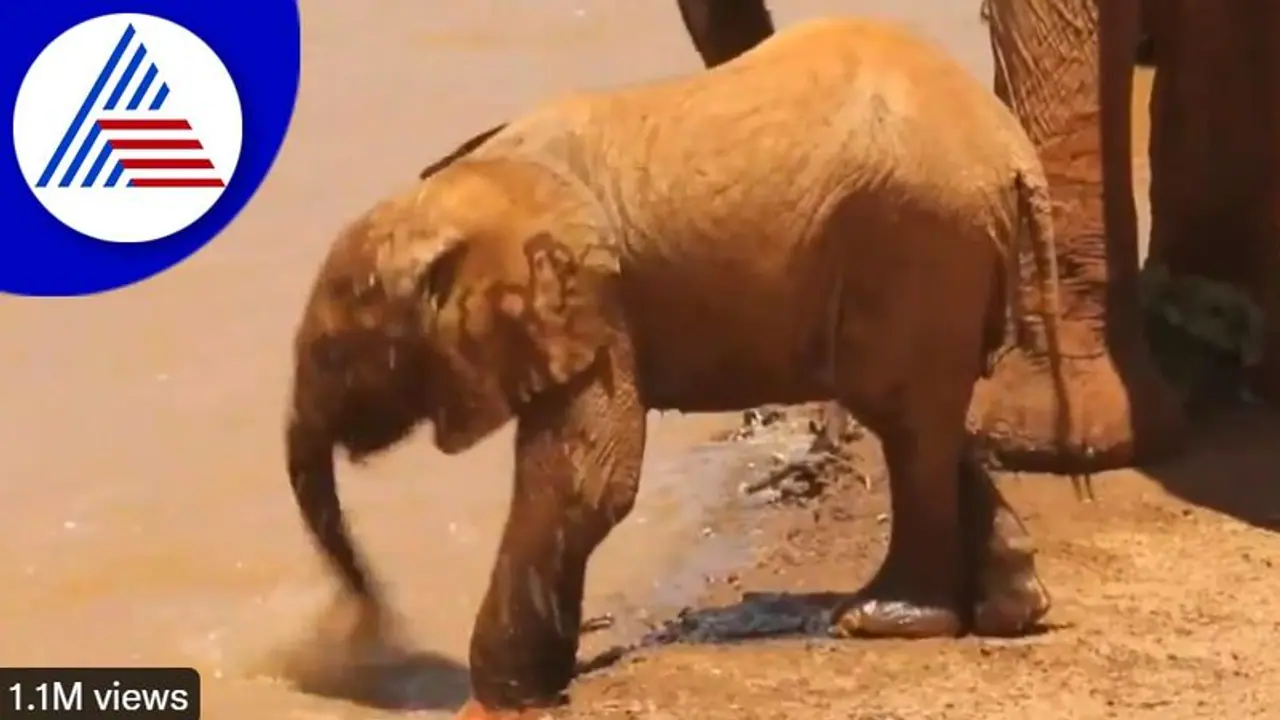 ಪುಟ್ಟ ಸೊಂಡಿಲಿನಲ್ಲಿ ನೀರು ಕುಡಿಯಲು ಕಲಿಯುತ್ತಿರುವ ಪುಟಾಣಿ ಆನೆ: ವಿಡಿಯೋ ವೈರಲ್‌