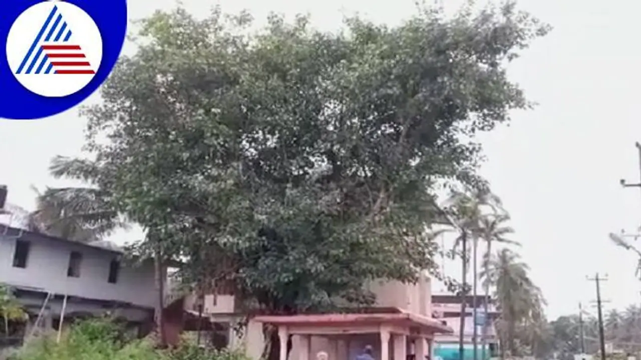 ಕಾರವಾರ: ಸ್ವಾತಂತ್ರ್ಯ ದಿನವೇ ನೆಟ್ಟ ಗಿಡ ಇಂದು ಬೃಹತ್ ಹೆಮ್ಮರ..! ಕಾರವಾರ: ಸ್ವಾತಂತ್ರ್ಯ ದಿನವೇ ನೆಟ್ಟ ಗಿಡ ಇಂದು ಬೃಹತ್ ಹೆಮ್ಮರ..!