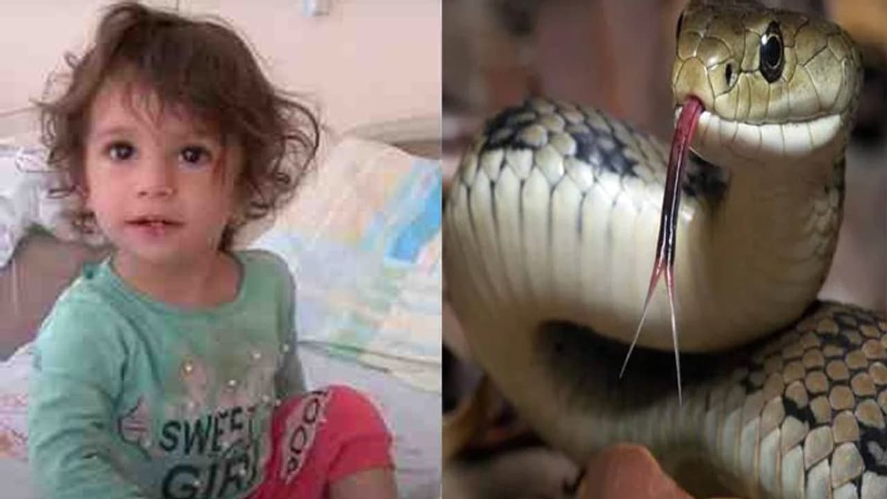 ತನ್ನನ್ನು ಕಚ್ಚಿದ ಹಾವನ್ನು ಕೊಂದು ಸೇಡು ತೀರಿಸಿಕೊಂಡ ಟರ್ಕಿಯ 2 ವರ್ಷದ ಮಗು