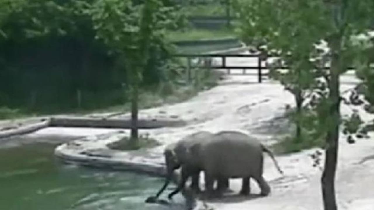 വെള്ളത്തിലേക്ക് വീണ് ആനക്കുട്ടി, രക്ഷിച്ച് മുതിർന്ന ആനകൾ, വീഡിയോ