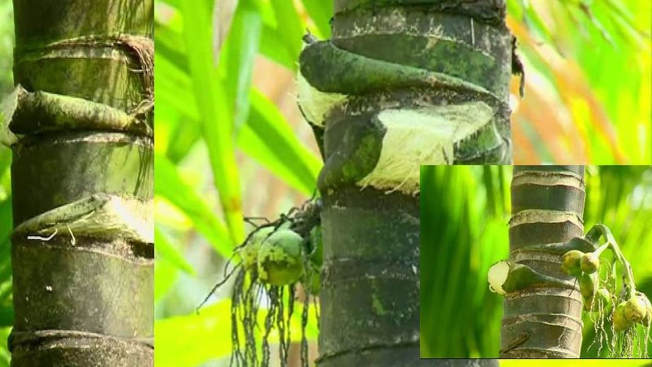 ಫಸಲಿಗೆ ಬಂದ ಅಡಿಕೆಗೆ ಕನ್ನ: ರಾತ್ರೋ ರಾತ್ರಿ ತೋಟಕ್ಕೆ ನುಗ್ಗಿ ಅಡಿಕೆ ಕದಿಯುತ್ತಿರುವ ಕಳ್ಳರು