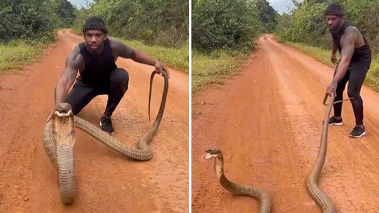 King Cobra : 'മരണം വച്ചുള്ള കളി'; പിടികൂടുന്നതിനിടെ ആളെ ആക്രമിക്കാൻ പാഞ്ഞ് രാജവെമ്പാല