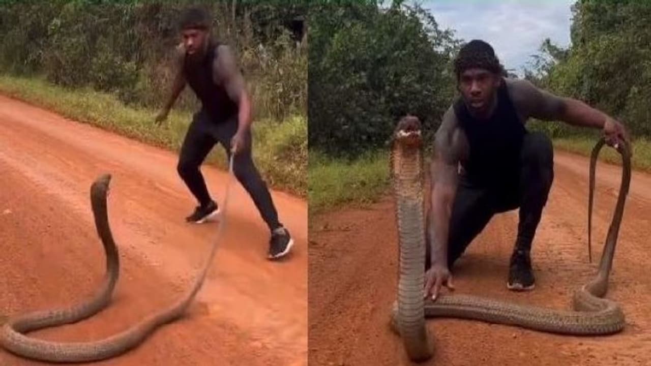 किंग कोबरा से खिलवाड़ कर रहा था युवक, वायरल वीडियो में देखिए क्या हुआ उसके साथ 