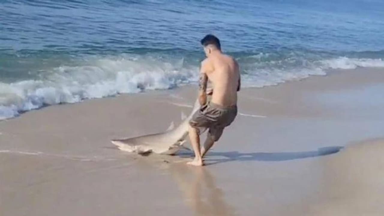 അപകടകാരിയായ സ്രാവുമായി മനുഷ്യന്റെ മൽപ്പിടിത്തം, വീഡിയോ