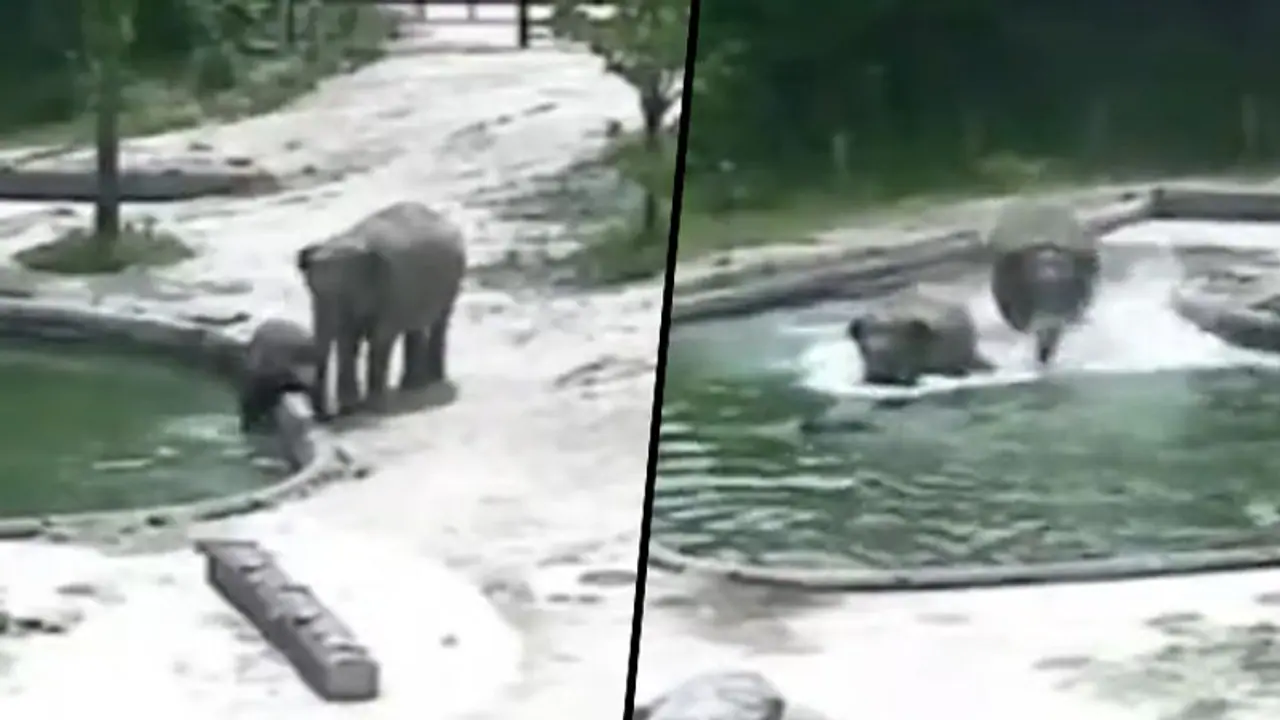 Elephants rescue a calf from drowning in water; heartwarming video goes viral Elephants rescue a calf from drowning in water; heartwarming video goes viral