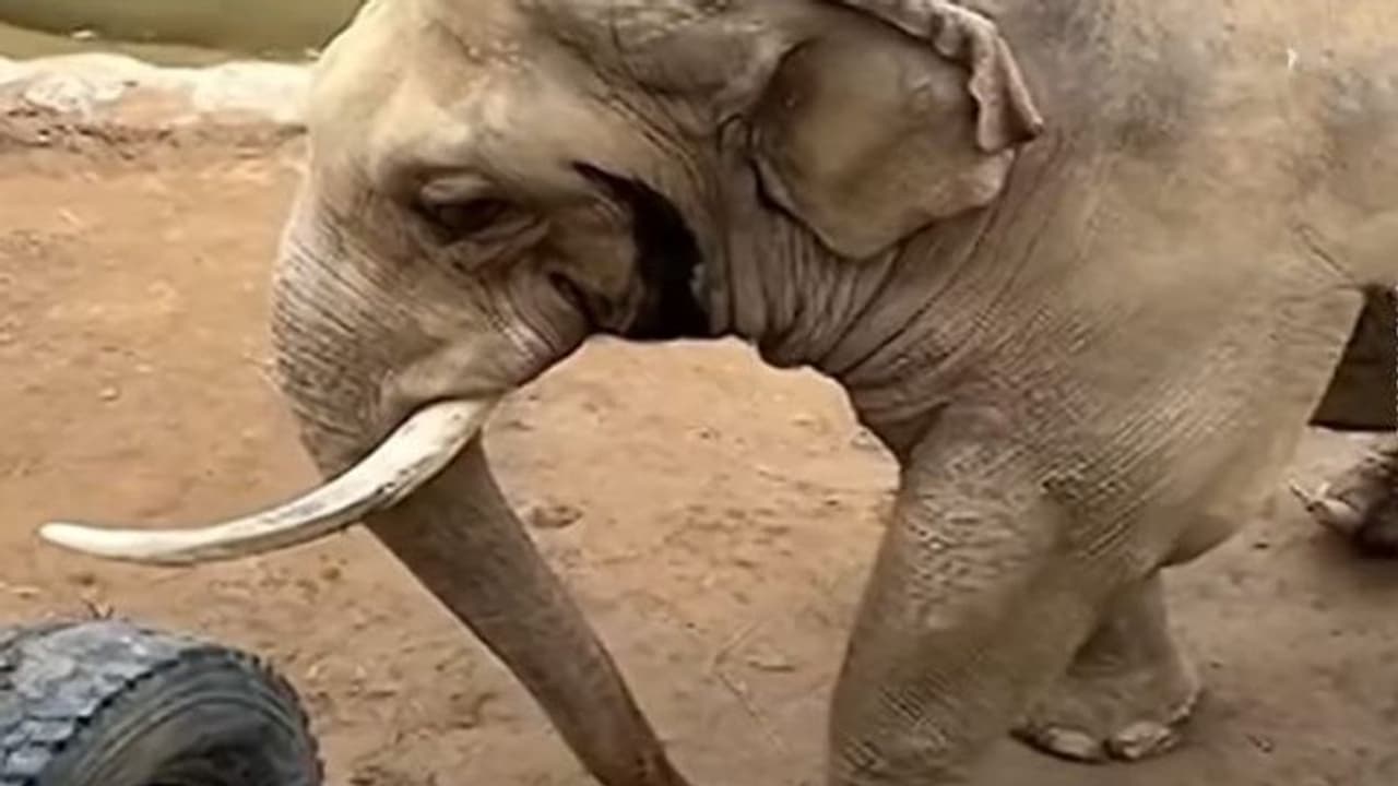 बाड़े में गिर गया बच्चे का जूता.. वीडियो में देखिए हाथी ने क्या किया उसके साथ, यूजर्स बोले जंगल में छोड़ दो बाड़े में गिर गया बच्चे का जूता.. वीडियो में देखिए हाथी ने क्या किया उसके साथ, यूजर्स बोले जंगल में छोड़ दो