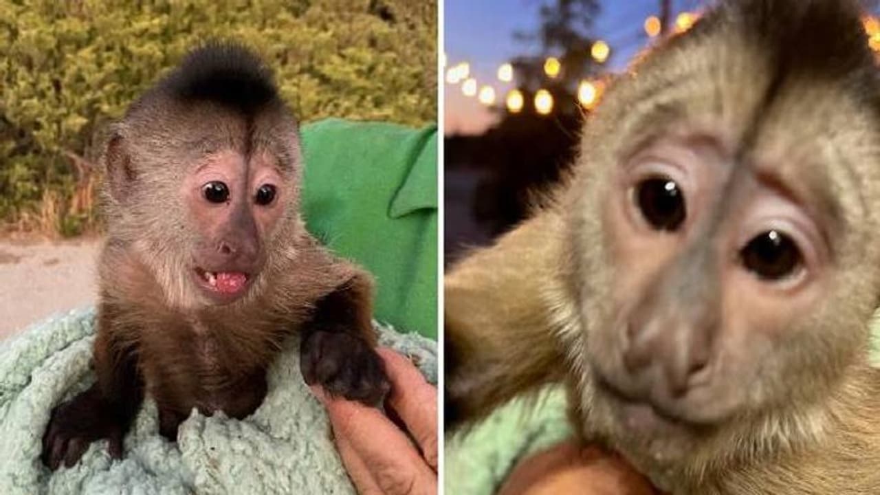 പൊലീസിന്റെ എമർജൻസി നമ്പറിലേക്ക് കോൾ, വിളിച്ചത് കുരങ്ങൻ പൊലീസിന്റെ എമർജൻസി നമ്പറിലേക്ക് കോൾ, വിളിച്ചത് കുരങ്ങൻ