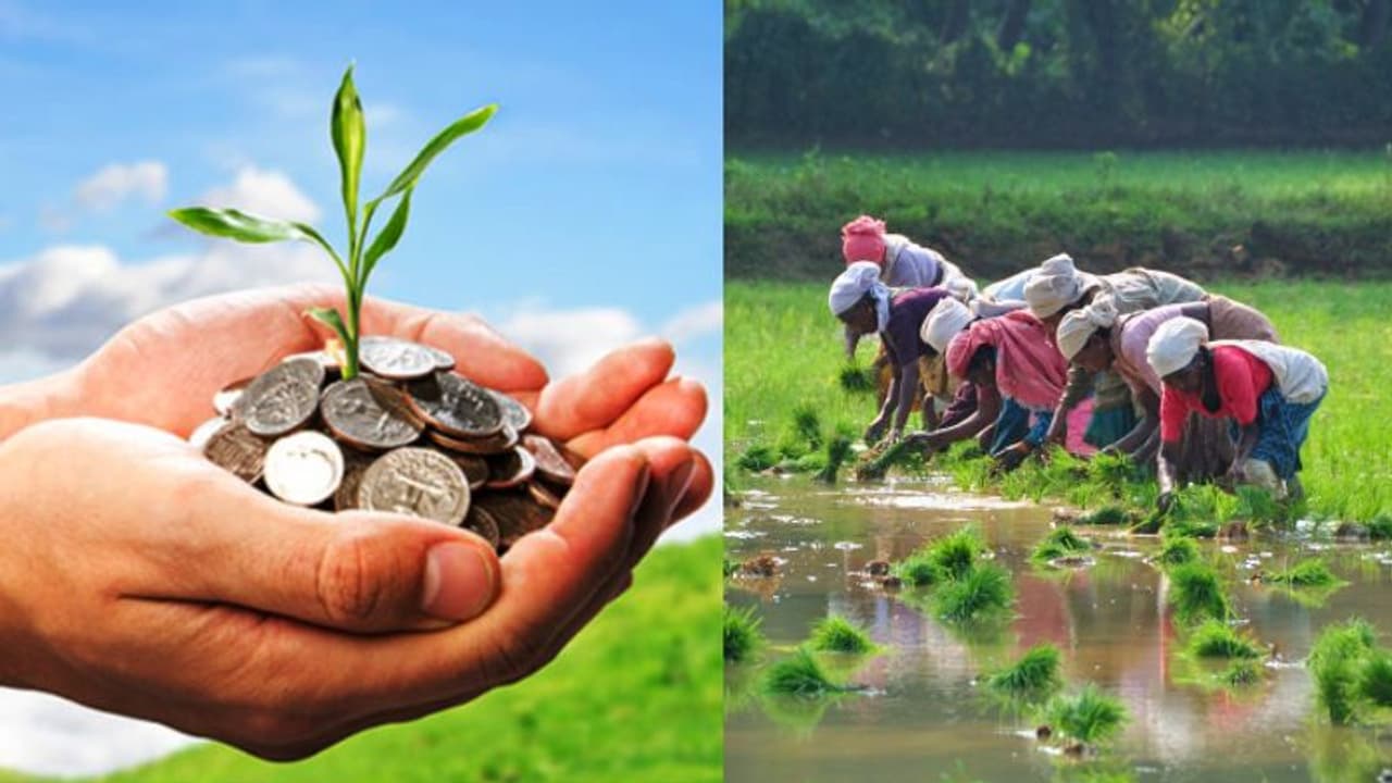 Agri Loan: ഹ്രസ്വകാല കാർഷിക വായ്പകൾക്ക് 1.5 ശതമാനം പലിശ ഇളവ്; ആശ്വാസ പ്രഖ്യാപനവുമായി കേന്ദ്രം