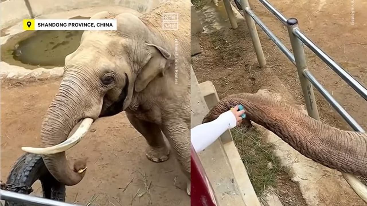 ಕೆಳಗೆ ಬಿದ್ದ ಮಕ್ಕಳ ಚಪ್ಪಲಿಯನ್ನು ಎತ್ತಿಕೊಟ್ಟ ಆನೆ: ವಿಡಿಯೋ ವೈರಲ್‌