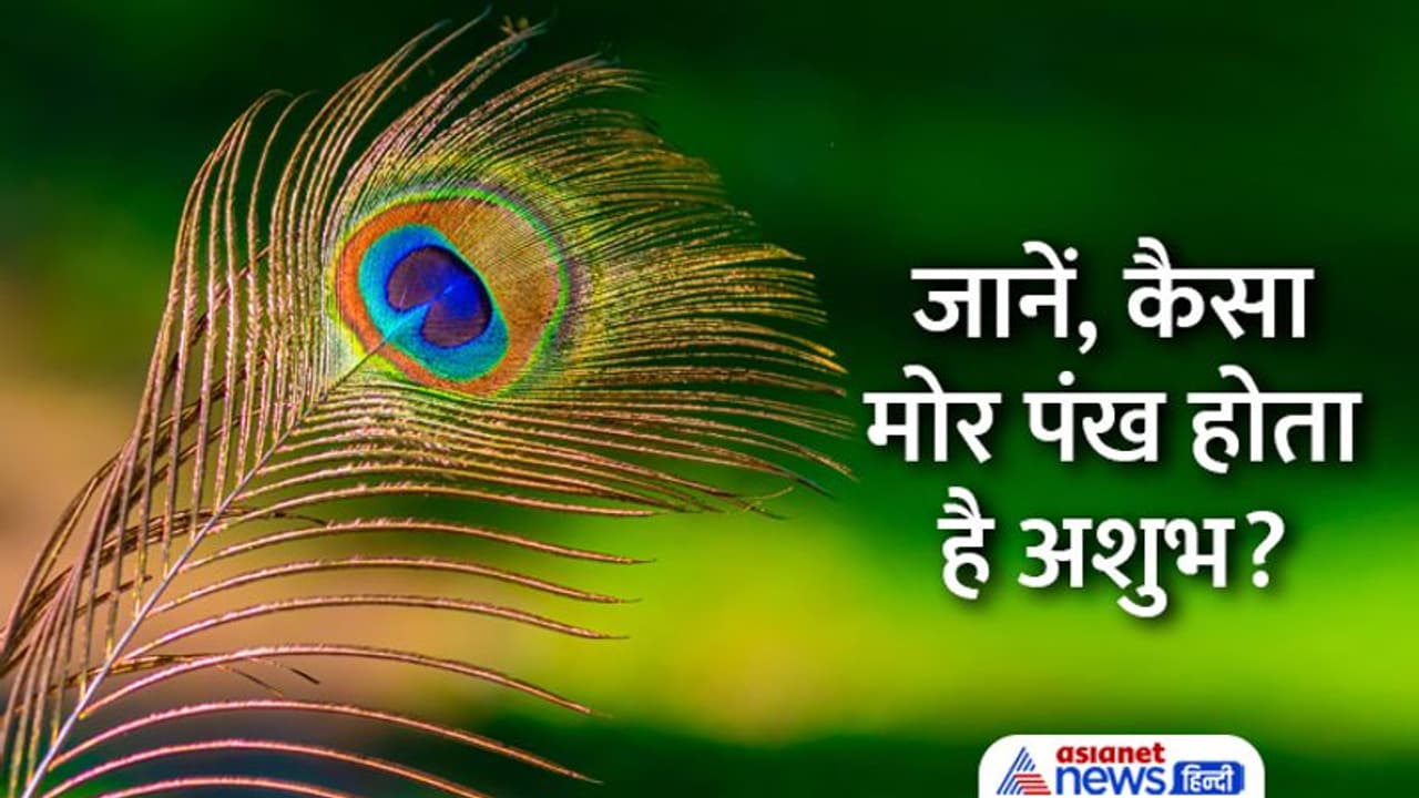Janmashtami 2022: कान्हा को पसंद है मोरपंख, घर में रखने से मिलते हैं शुभ फल, जानें इसके और फायदे Janmashtami 2022: कान्हा को पसंद है मोरपंख, घर में रखने से मिलते हैं शुभ फल, जानें इसके और फायदे