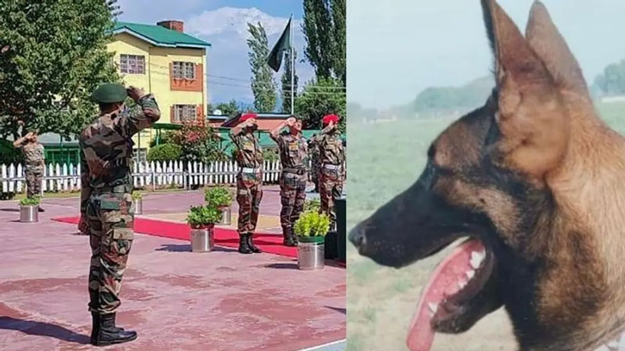 Story of Axel, the 1st army assault dog to be 'Mentioned in Despatches'