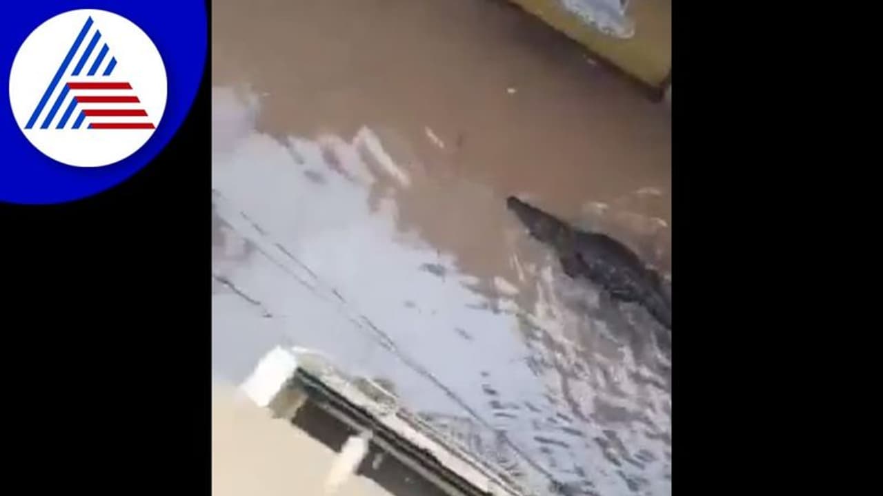 ಜನವಸತಿ ಪ್ರದೇಶದಲ್ಲಿ ಕಾಣಿಸಿಕೊಂಡ ಮೊಸಳೆ: ವಿಡಿಯೋ ವೈರಲ್‌