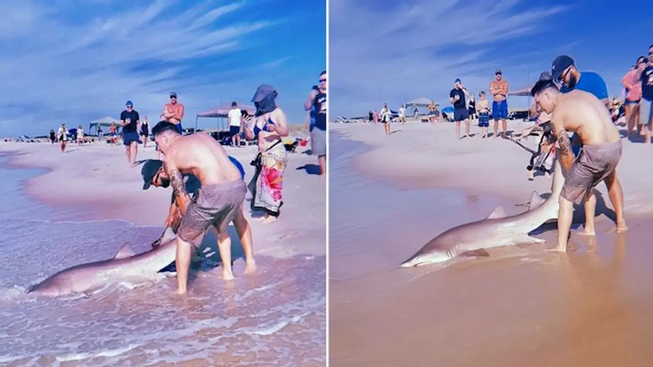 Watch: Man catches shark with bare hands at New York beach; netizens stunned