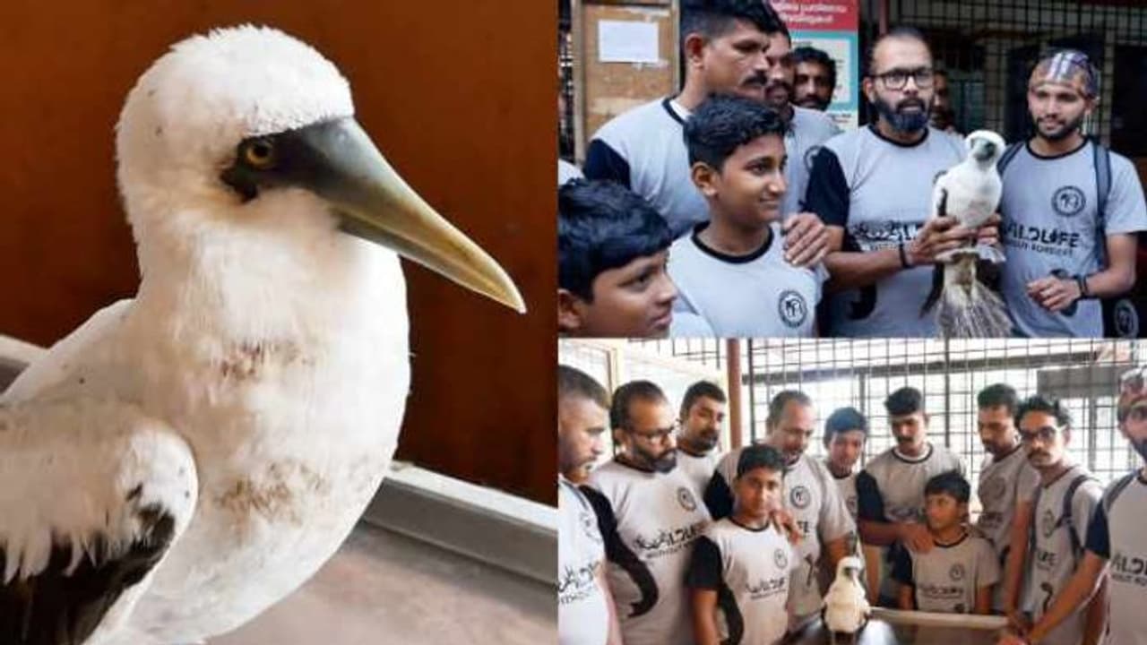 അവശ നിലയിൽ കരയിലെത്തിയ നീലമുഖിപ്പക്ഷിക്ക് ജീവന്റെ കൈത്താങ്ങ്; രക്ഷിച്ചത് മത്സ്യത്തൊഴിലാളികൾ അവശ നിലയിൽ കരയിലെത്തിയ നീലമുഖിപ്പക്ഷിക്ക് ജീവന്റെ കൈത്താങ്ങ്; രക്ഷിച്ചത് മത്സ്യത്തൊഴിലാളികൾ