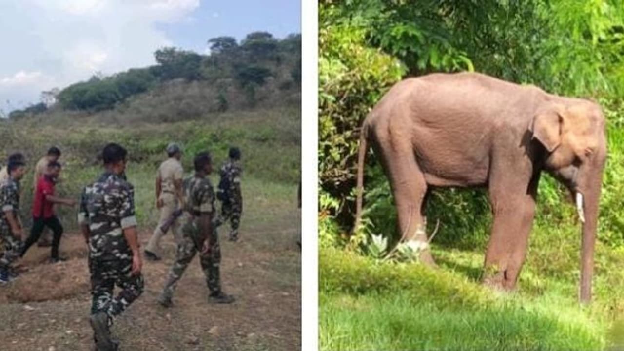 உயிருக்கு போராடும் யானை..! டிரோன் மூலம் தேடும் வனத்துறை... மயக்க மருந்து கொடுத்து சிகிச்சை அளிக்க திட்டம்
