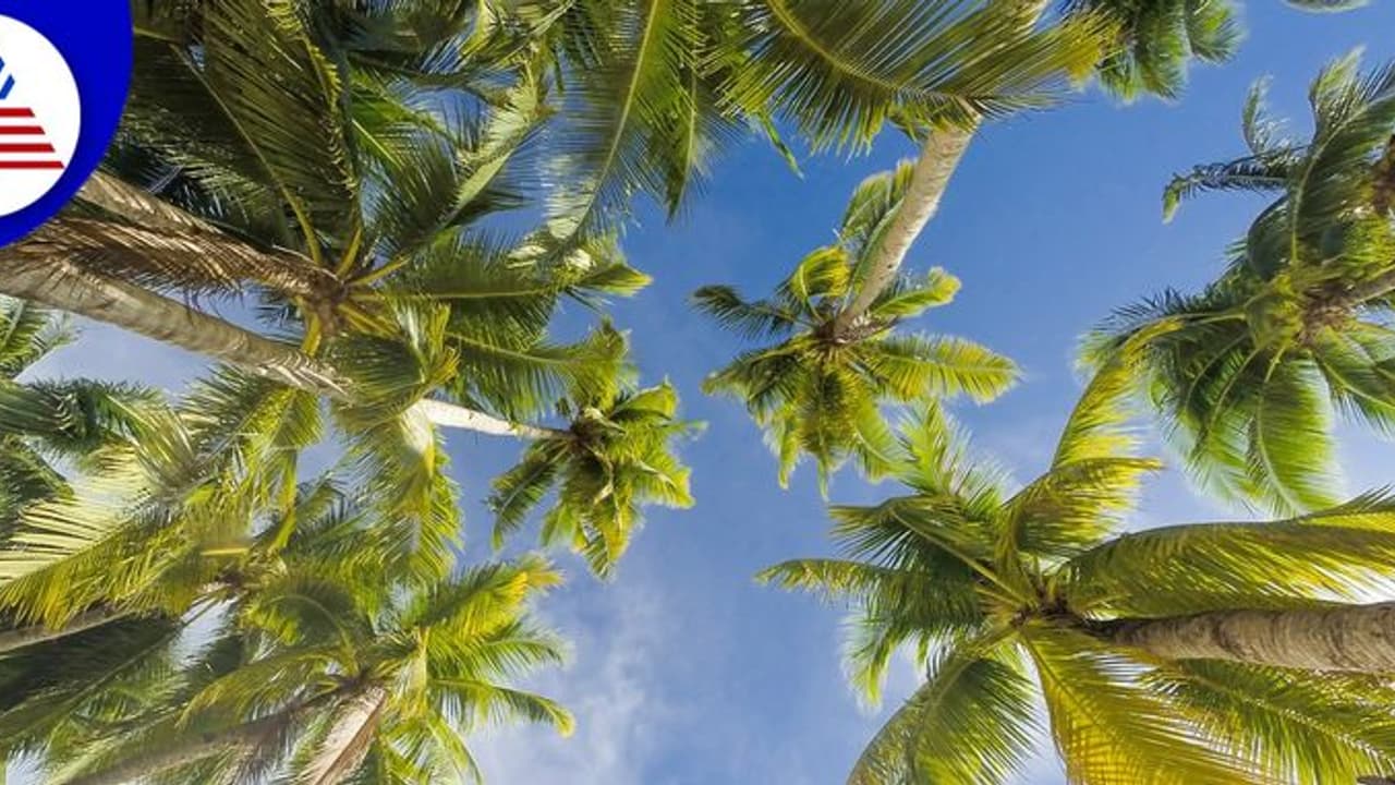 ಅಬ್ಬಬ್ಬಾ! ಮನೆಯಂಗಳದಲ್ಲೇ ತೆಂಗಿನಮರವಿದ್ದರೆ ಎಷ್ಟೆಲ್ಲ ಲಾಭಗಳು!