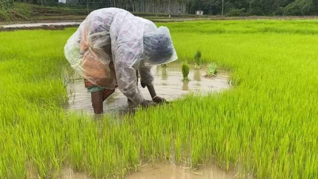 വയനാടിന്റെ നെല്ലറ ഇത്തവണ നിറയും, കാലാവസ്ഥയെ അതിജീവിച്ച് ചേകാടിക്കാർ കൃഷി തുടങ്ങി വയനാടിന്റെ നെല്ലറ ഇത്തവണ നിറയും, കാലാവസ്ഥയെ അതിജീവിച്ച് ചേകാടിക്കാർ കൃഷി തുടങ്ങി