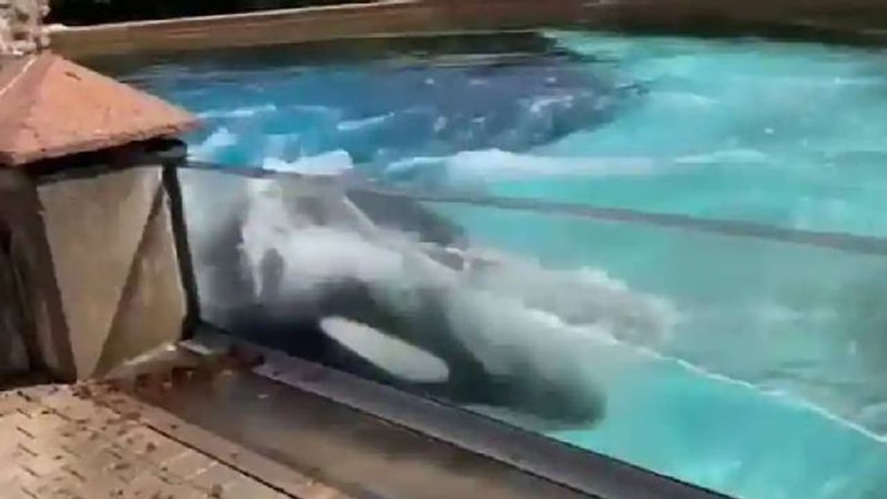 തനിച്ച് കഴിഞ്ഞ് മടുത്തു, ടാങ്കില് തലയിട്ടടിച്ച് കൊലയാളിത്തിമിംഗലം, ഹൃദയഭേദകമായ ദൃശ്യം തനിച്ച് കഴിഞ്ഞ് മടുത്തു, ടാങ്കില് തലയിട്ടടിച്ച് കൊലയാളിത്തിമിംഗലം, ഹൃദയഭേദകമായ ദൃശ്യം