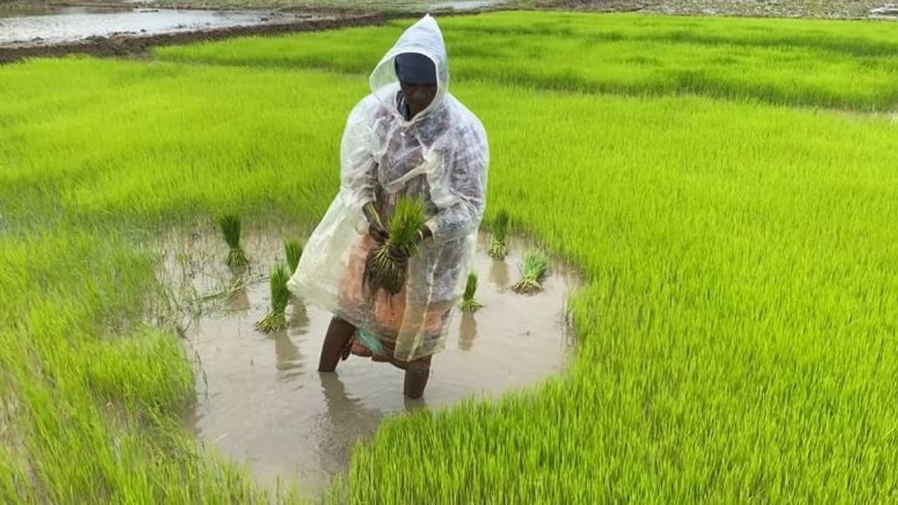 Mysuru : ರೈತರಿಗೆ ತೊಂದರೆಯಾದರೆ ಕಠಿಣ ಕ್ರಮಕ್ಕೆ ಶಿಫಾರಸ್ಸು