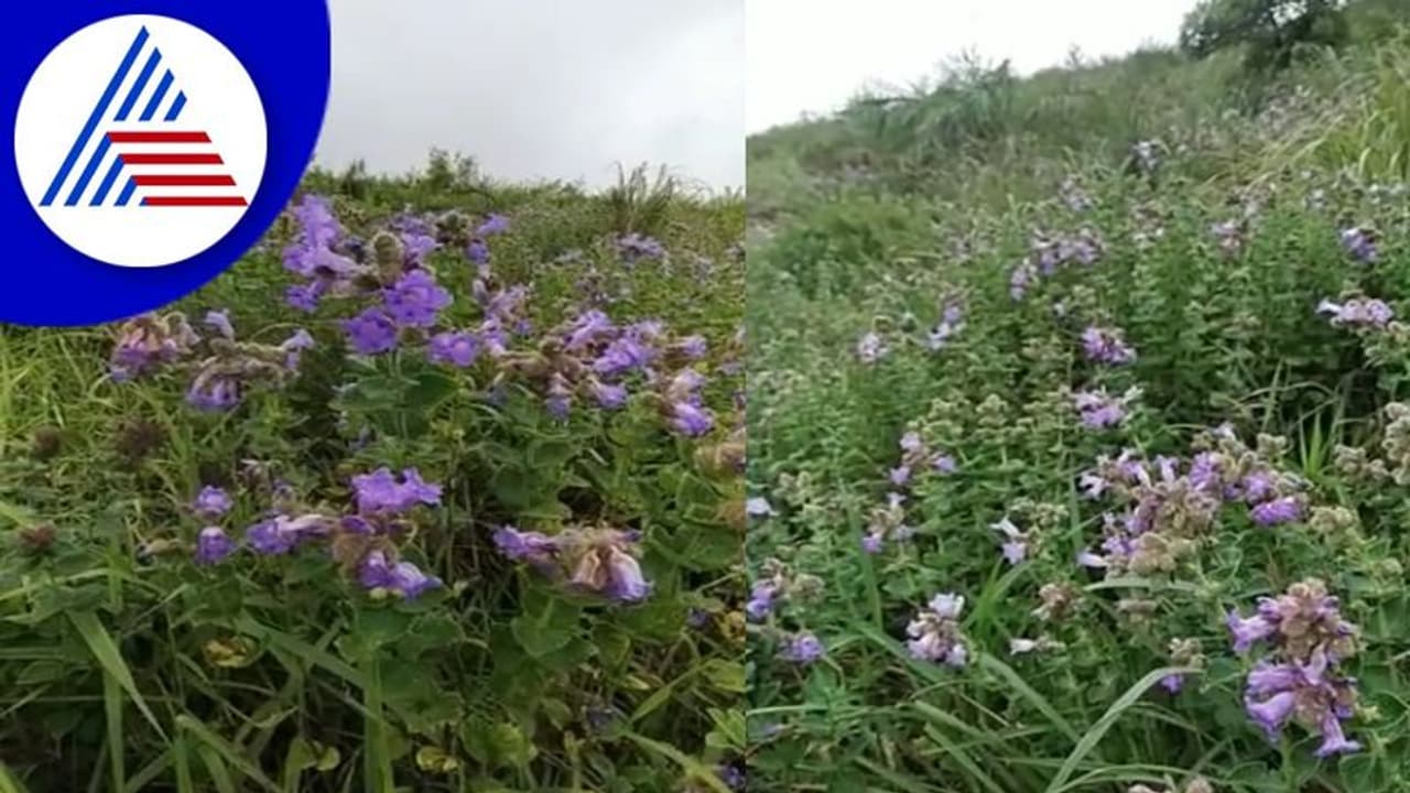 Chikkamagaluru: ಕಾಫಿನಾಡಿನ ಗಿರಿ ಶ್ರೇಣಿಯಲ್ಲಿ ರಾರಾಜಿಸುತ್ತಿವೆ ಕುರಂಜಿ ಹೂ ಸೌಂದರ್ಯ