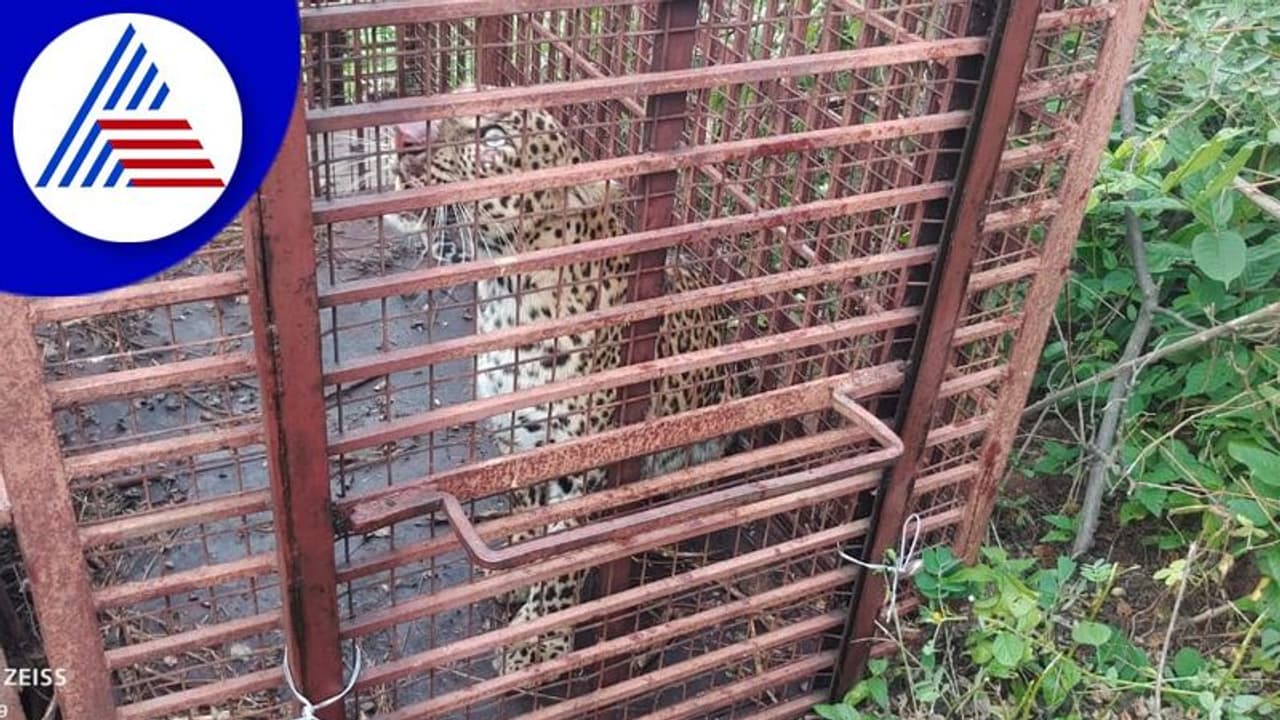 Mysuru: ತಿ.ನರಸೀಪುರದಲ್ಲಿ ಬೋನಿಗೆ ಬಿದ್ದ ಮೊದಲ ಚಿರತೆ: ನಿಟ್ಟುಸಿರು ಬಿಟ್ಟ ಗ್ರಾಮಸ್ಥರು