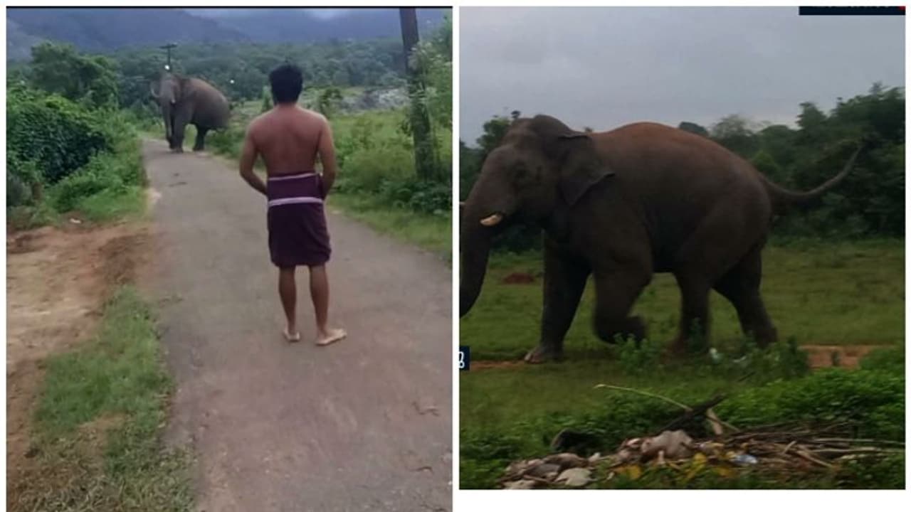 പാലക്കാട് വല്ലടി ജനവാസമേഖലയിൽ കാട്ടാന , മണിക്കൂറുകൾ നീണ്ട ശ്രമത്തിനൊടുവിൽ കാട് കയറ്റി